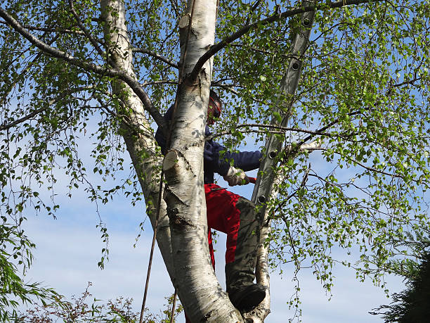 Best Hedge Trimming  in Montana City, MT