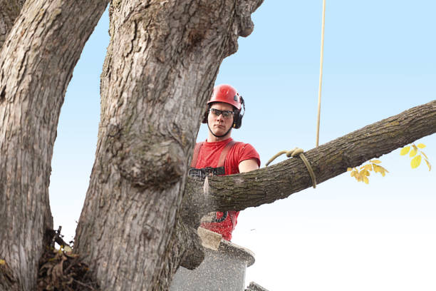 Leaf Removal in Montana City, MT